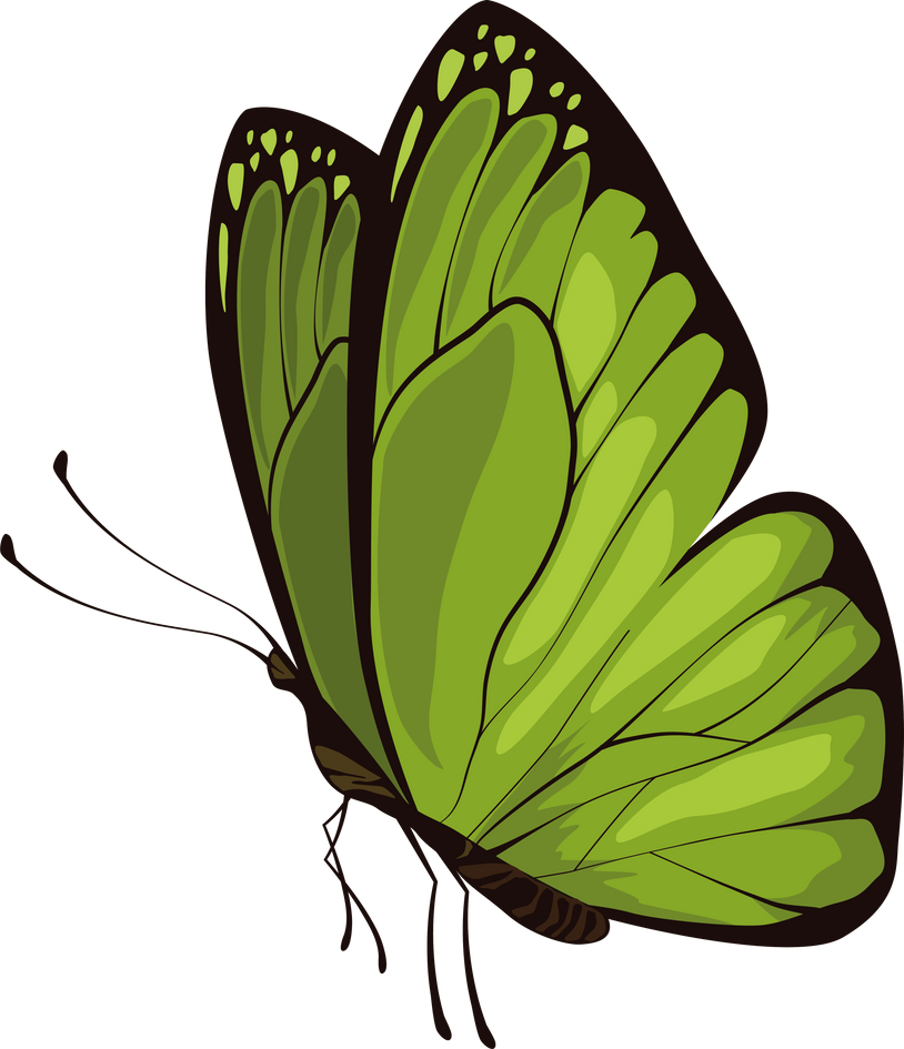 green beauty butterfly insect