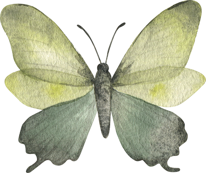 Butterfly Watercolor Illustration